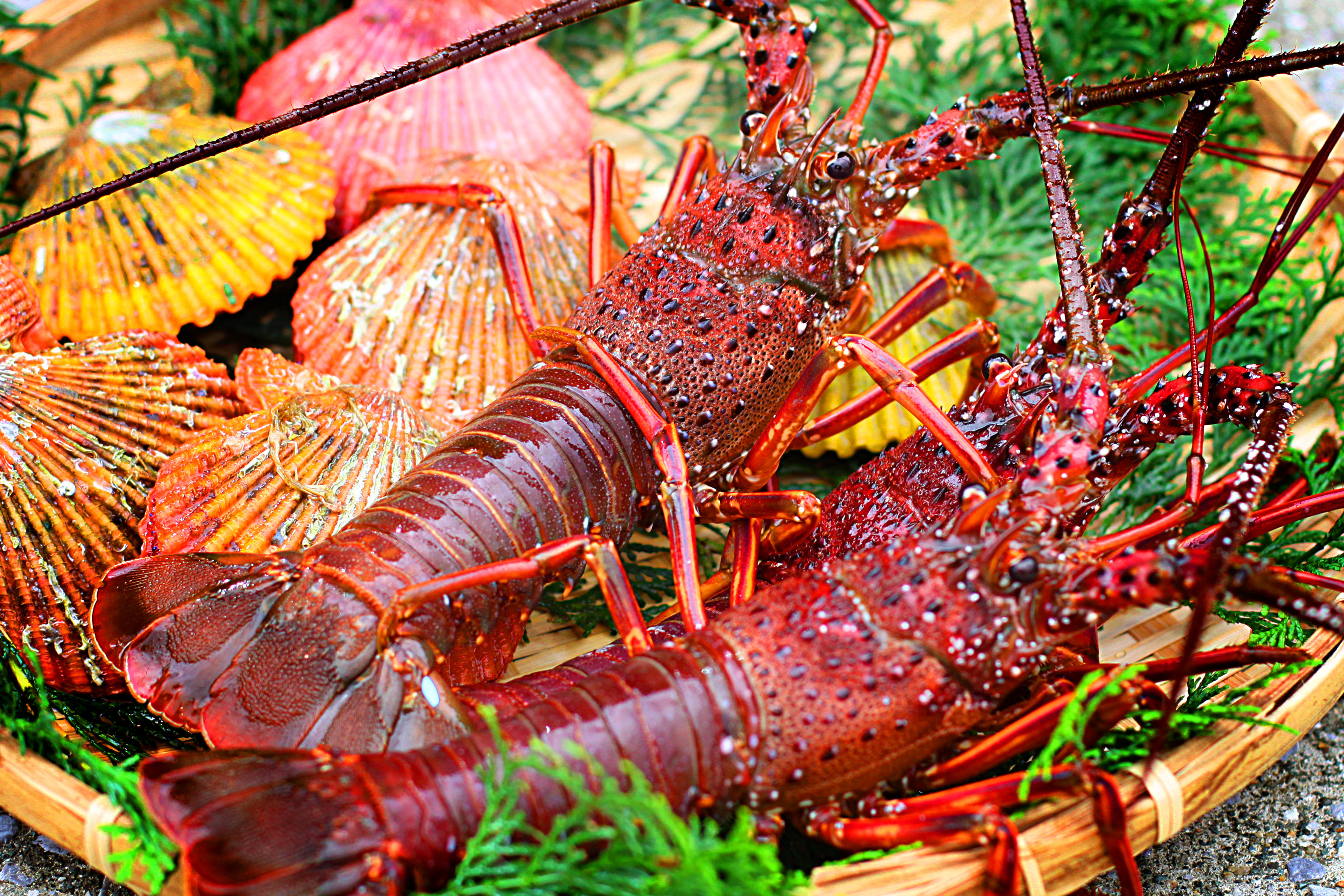 新メニュー「炭火海鮮焼」